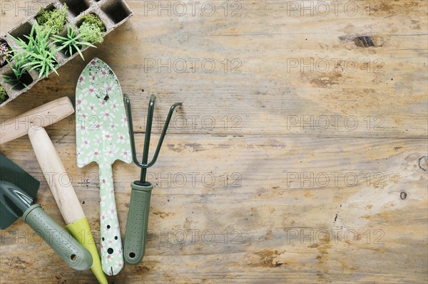 Baby plants peat tray with gardening tools wooden desk