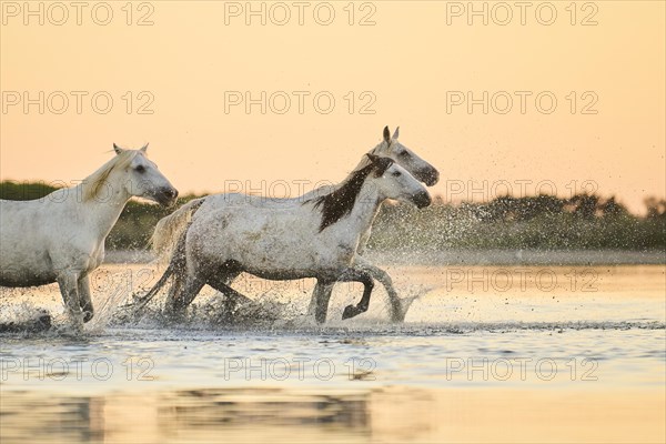 Camargue horses running through the water at sunrise