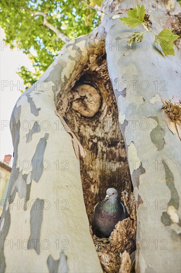 Feral pigeon