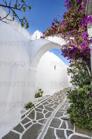 White Cycladic houses and purple bougainvillea