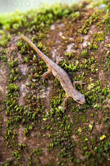 Common newt