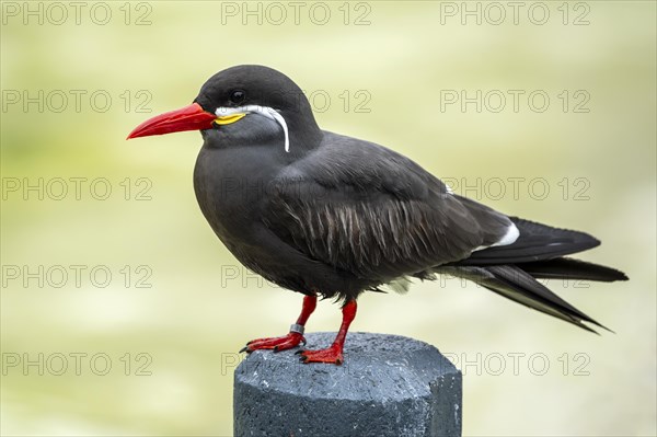 Inca Tern