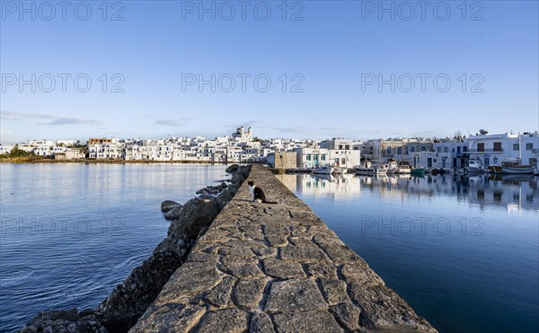 Cat sitting on the harbour wall