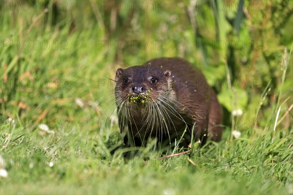 European otter