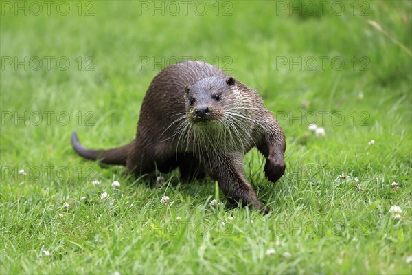 European otter