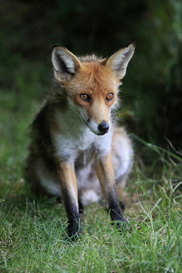 Red fox