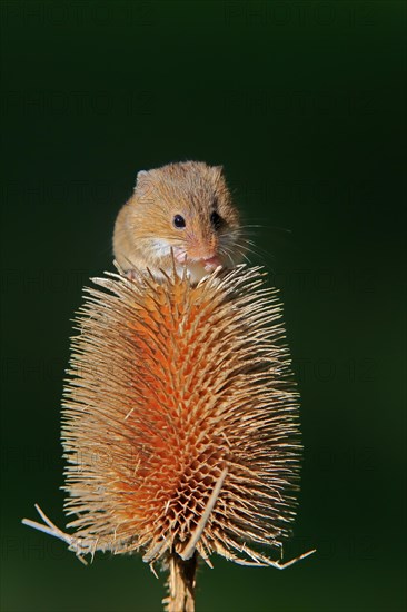 Eurasian harvest mouse