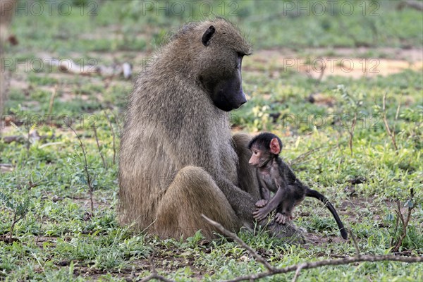 Bear baboon