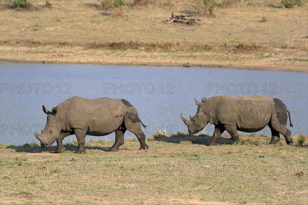 White rhinoceros