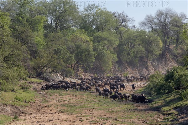 Cape buffalo