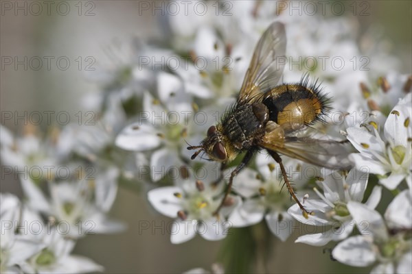 Hedgehog fly