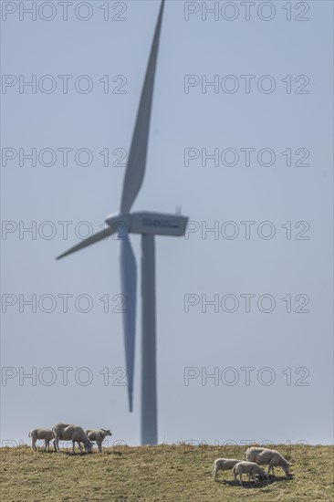Sheep standing on a dike by the sea in front of a wind turbine for wind energy