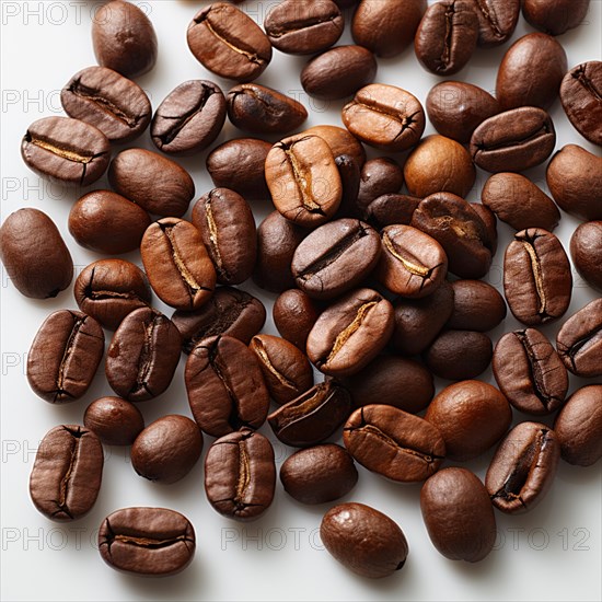 Coffee beans fresh and roasted Coffee beans on a plantation