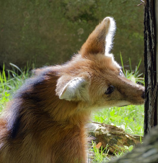 Maned wolf