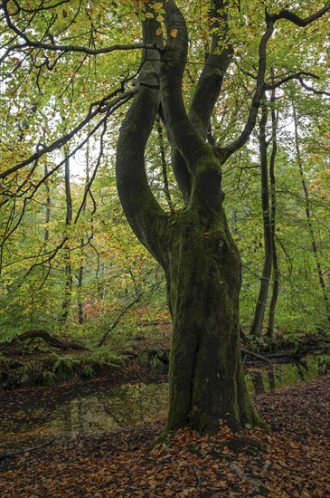 Beech forest in autumn