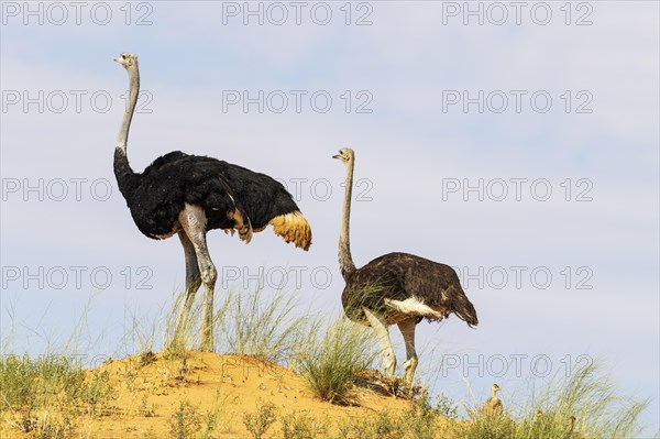 Ostrich