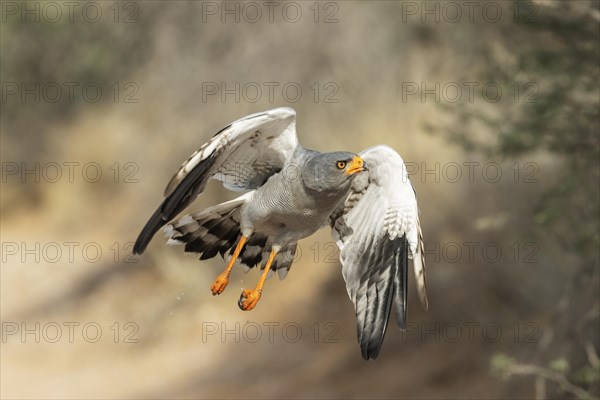 Pale-chanting Goshawk