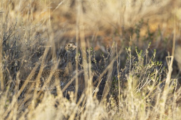 Northern Black Korhaan