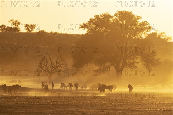 Blue Wildebeest