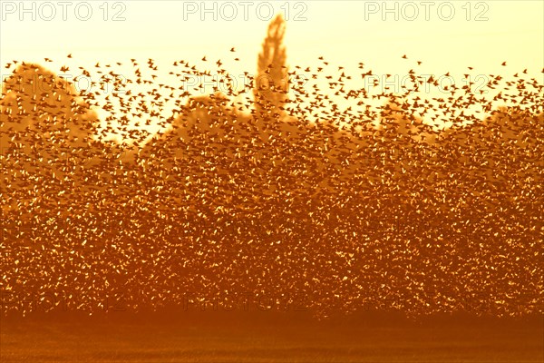 Common starling