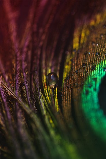 White transparent water drop peacock plumage