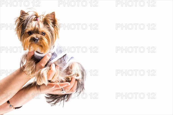 Close up hands holding friendly dog white background