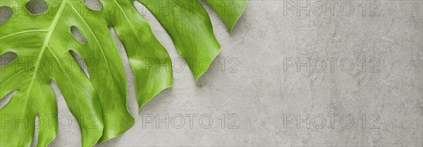 Flat lay monstera plant leaf with copy space