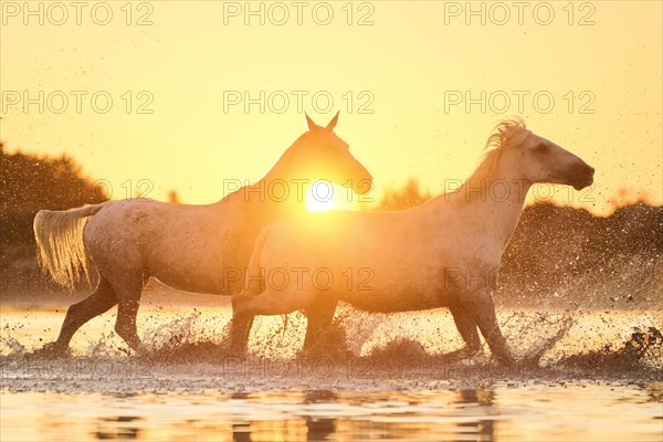 Camargue horses running through the water at sunrise