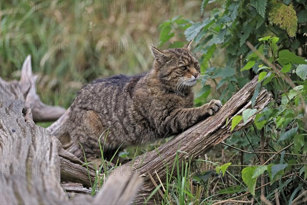 European wildcat