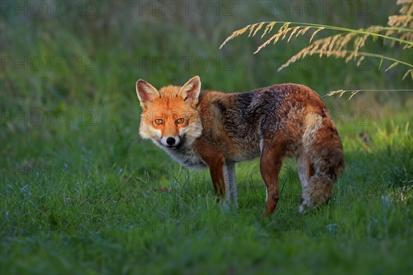 Red fox