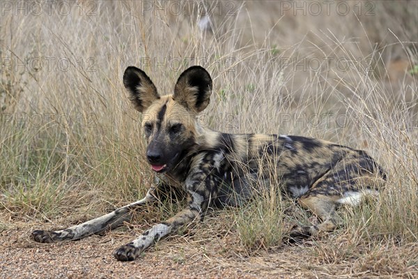 African wild dog