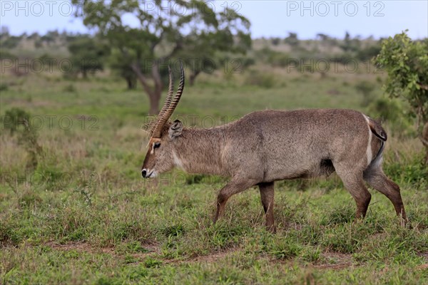 Ellipsen waterbuck