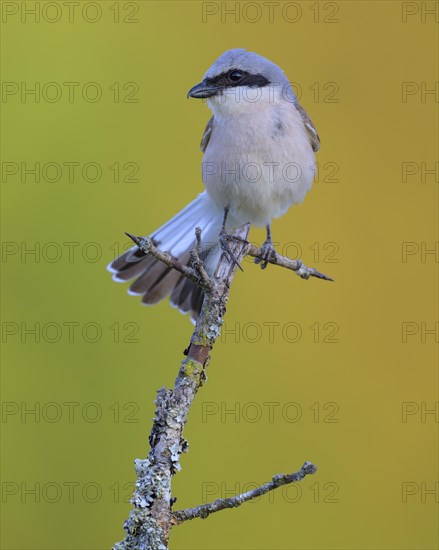 Red-backed Shrike