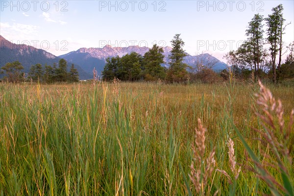 Murnauer moss