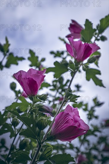 Hibiscuses