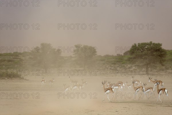 Springbok