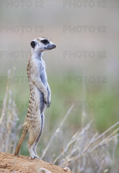 Suricate