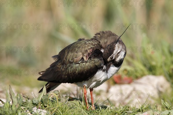 Northern lapwing