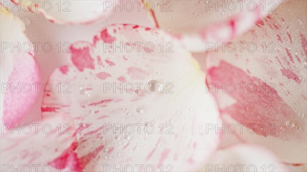 Top view rose petals close up wallpaper