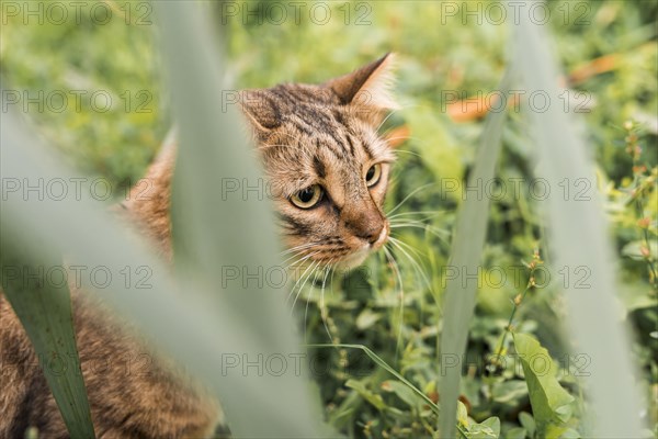 Cute tabby cat park