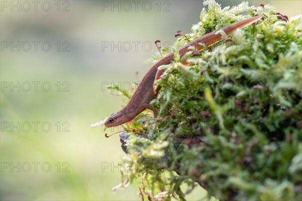 Common newt