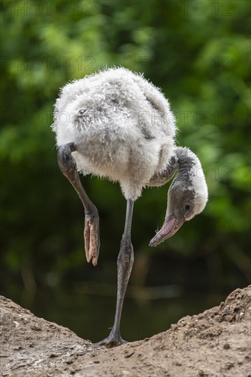 American flamingo