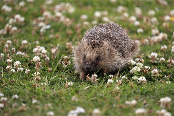 European hedgehog