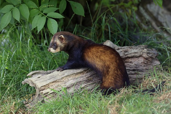 European polecat