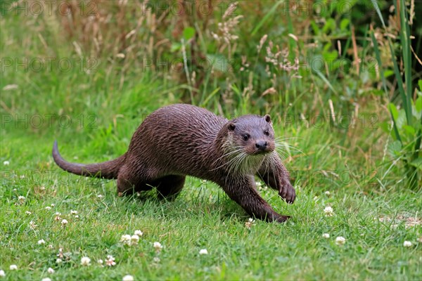 European otter