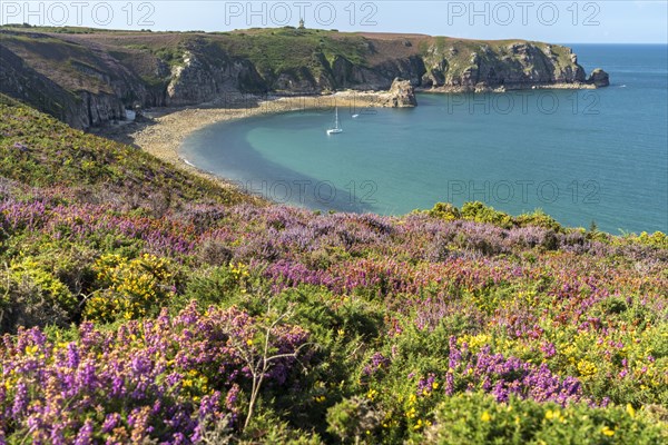 Blooming heath landscape at Cap Frehel