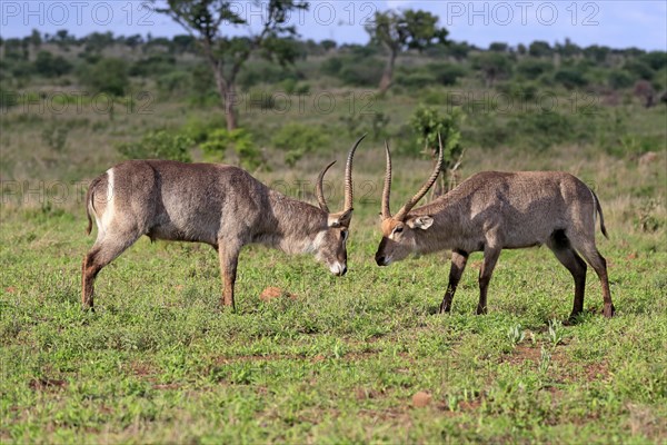 Ellipsen waterbuck