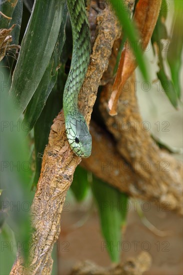 Leafy western green mamba