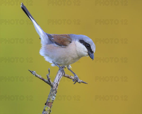 Red-backed Shrike