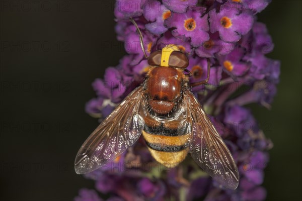 Hornet mimic hoverfly